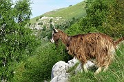 33 Capretta orobica